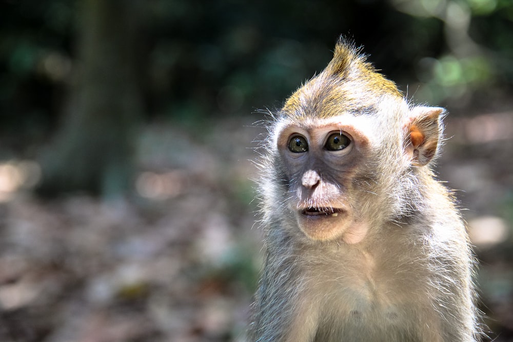 shallow focus photo of gray monkey