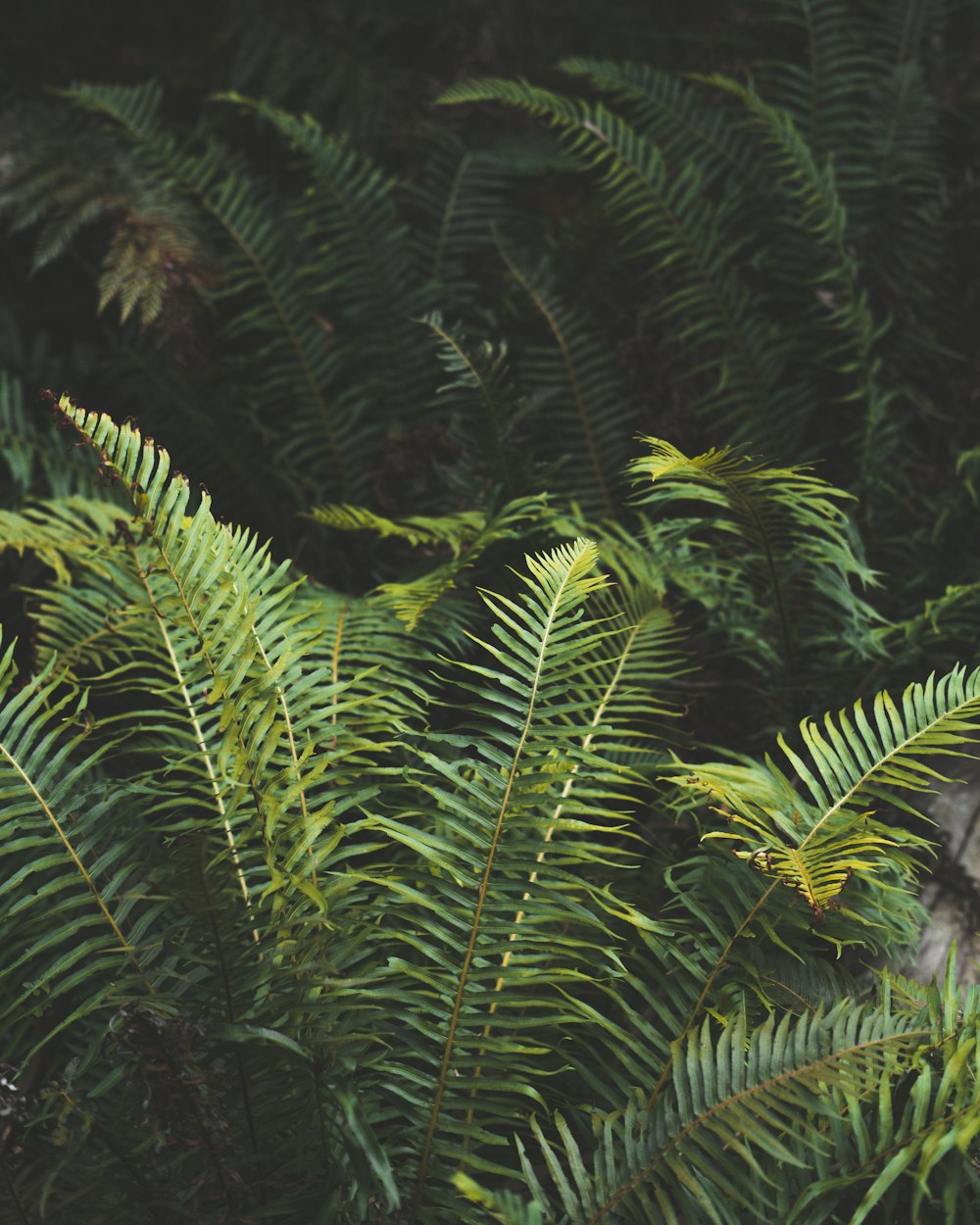 a bird is perched on a tree branch