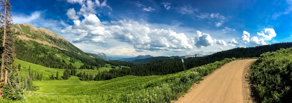 route avec des arbres sous le ciel bleu