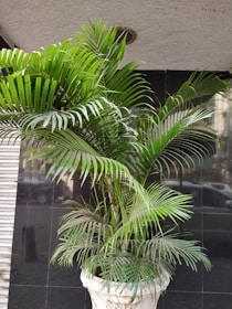 A tall potted plant with long, vibrant green fronds is positioned against a dark tiled wall. The plant is contained in an ornate white planter with intricate carvings. The background includes visible reflections on the tiles and part of a silver metallic shutter on the left side.