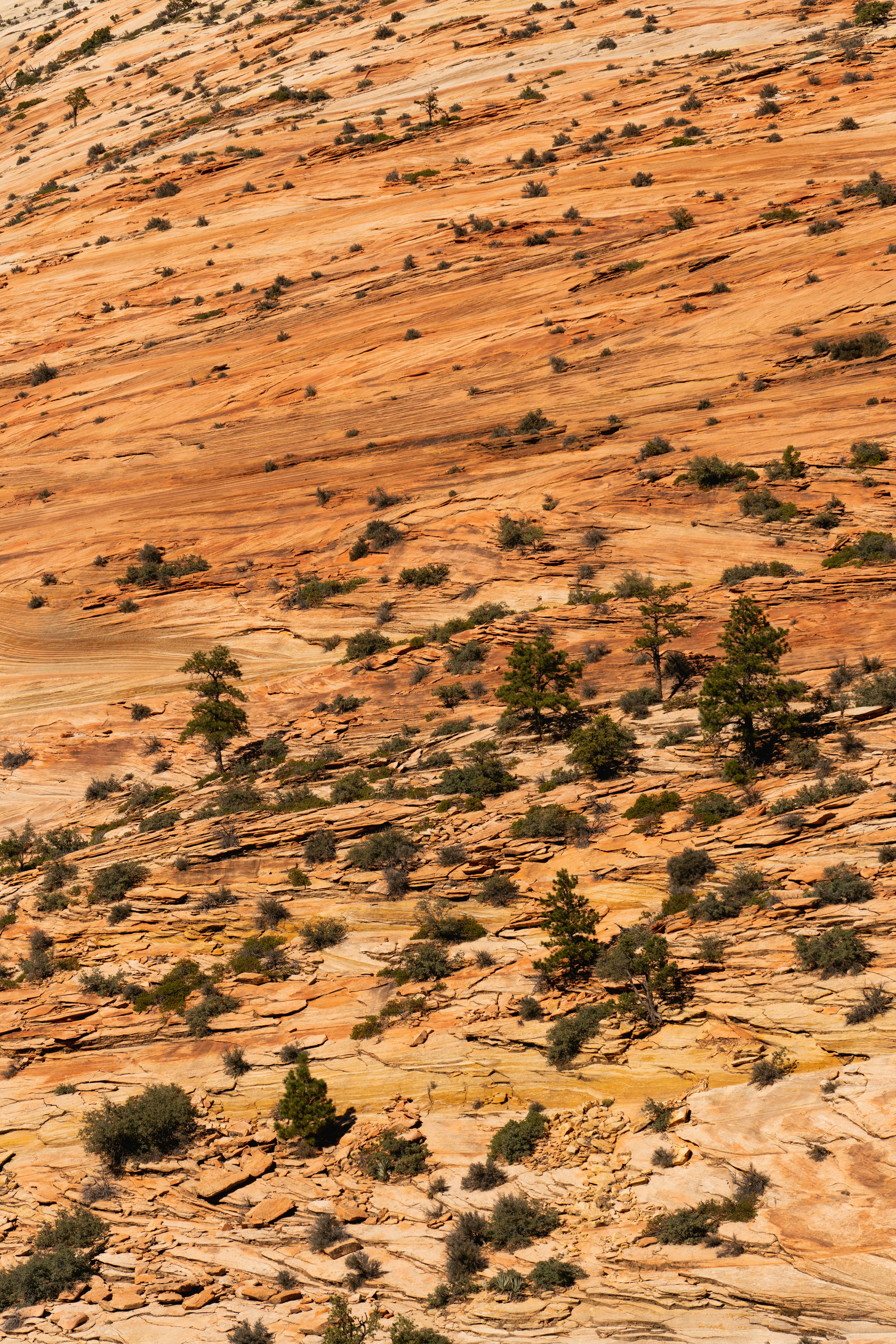Grüne Bäume auf braunem Siol