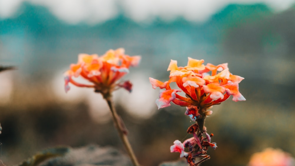 two orange petaled flowers