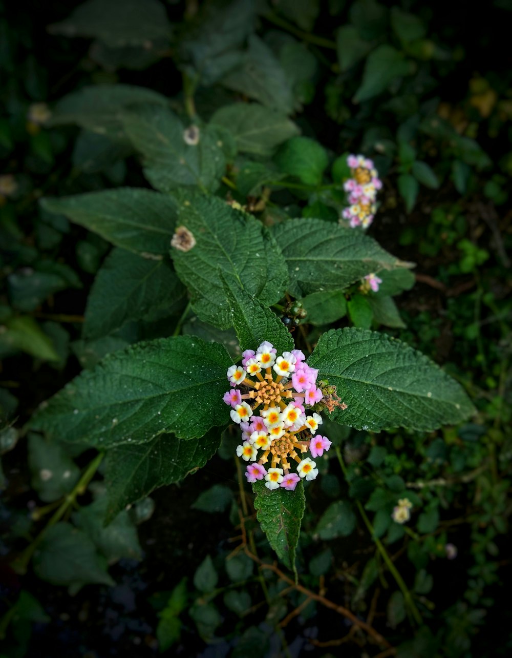 selective focus photography of pink and yellow petaled flower