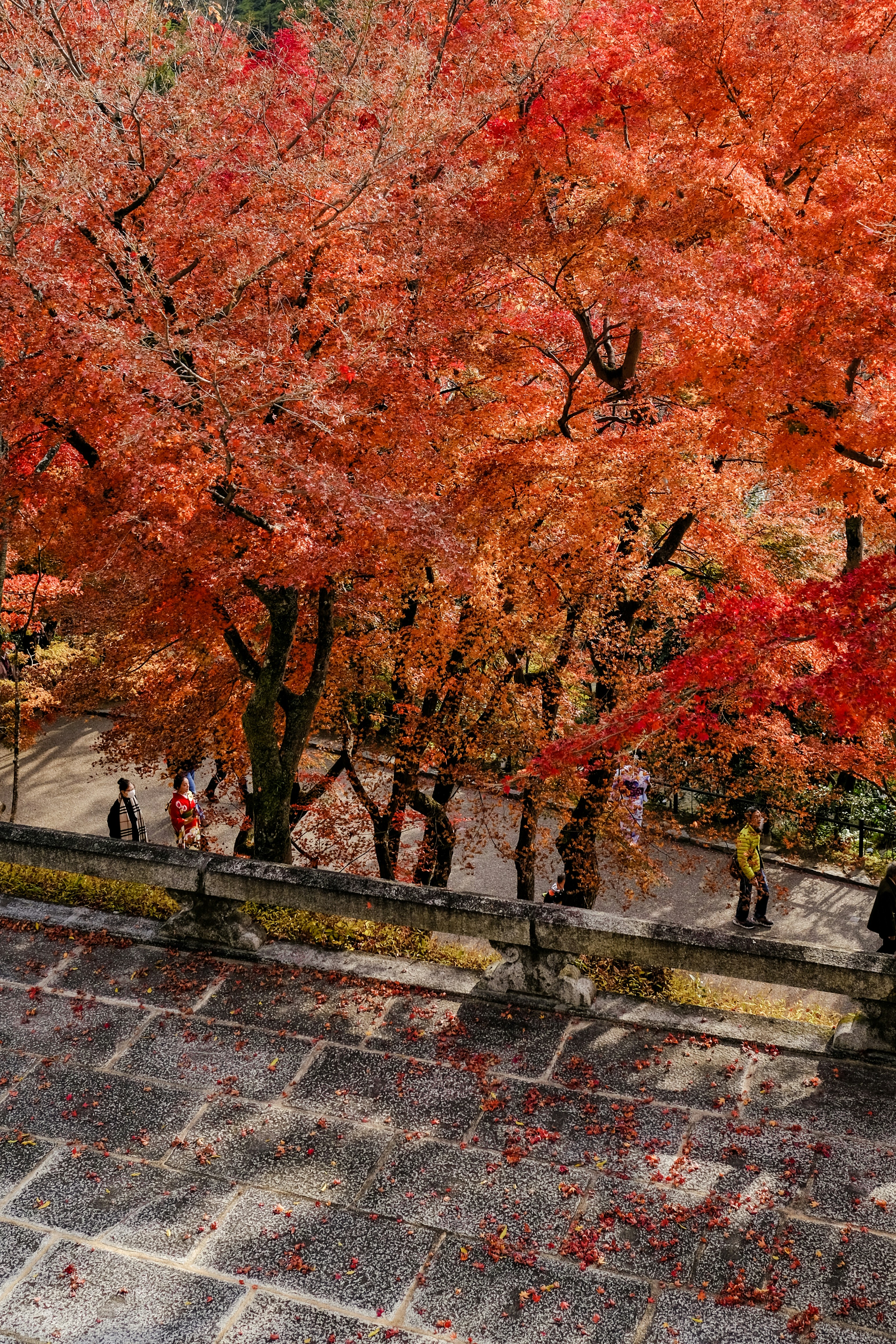 桜の木の空撮写真の写真 Unsplashの無料茶色写真