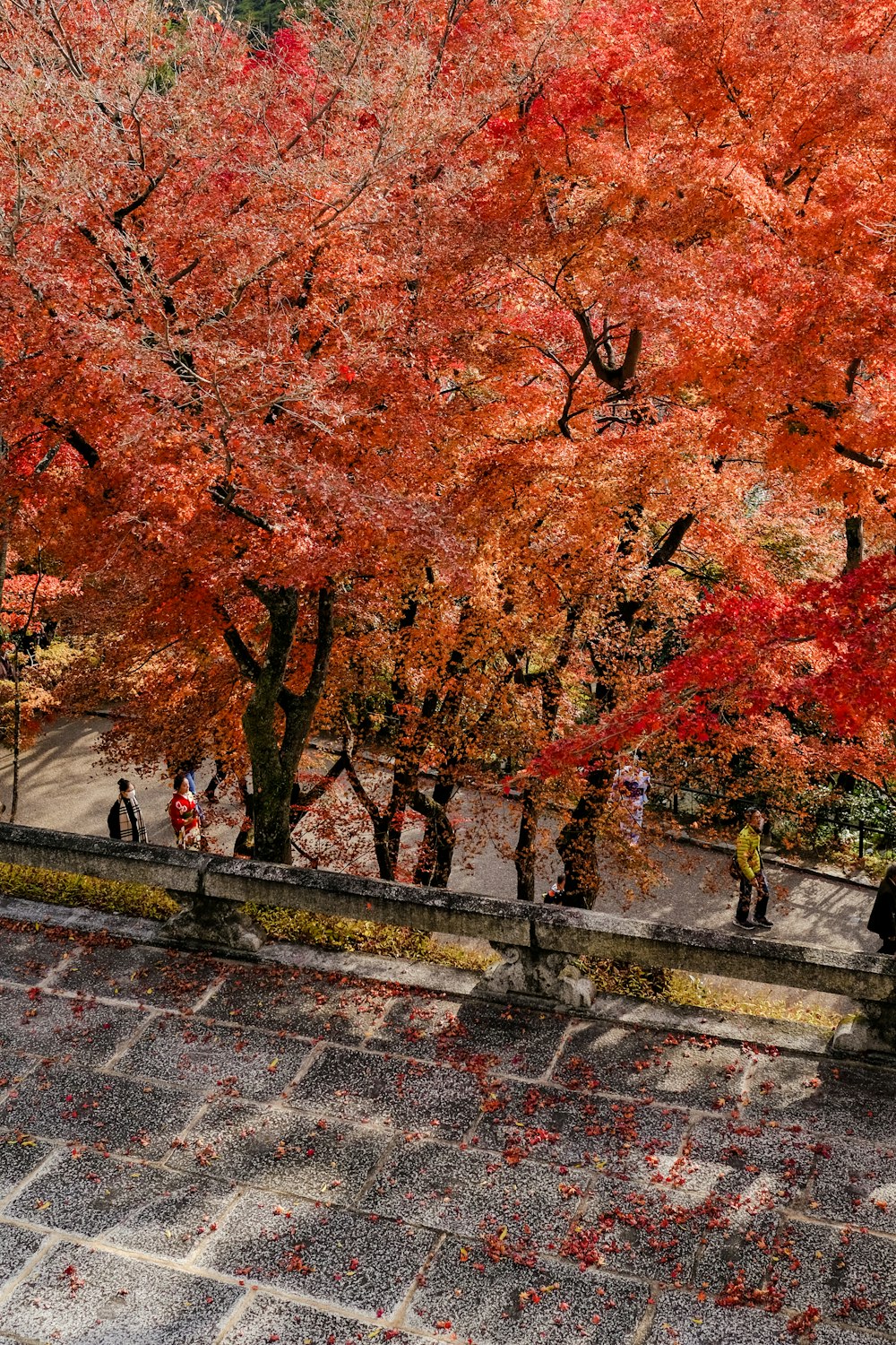 aerial view photography of cherry blossom tree