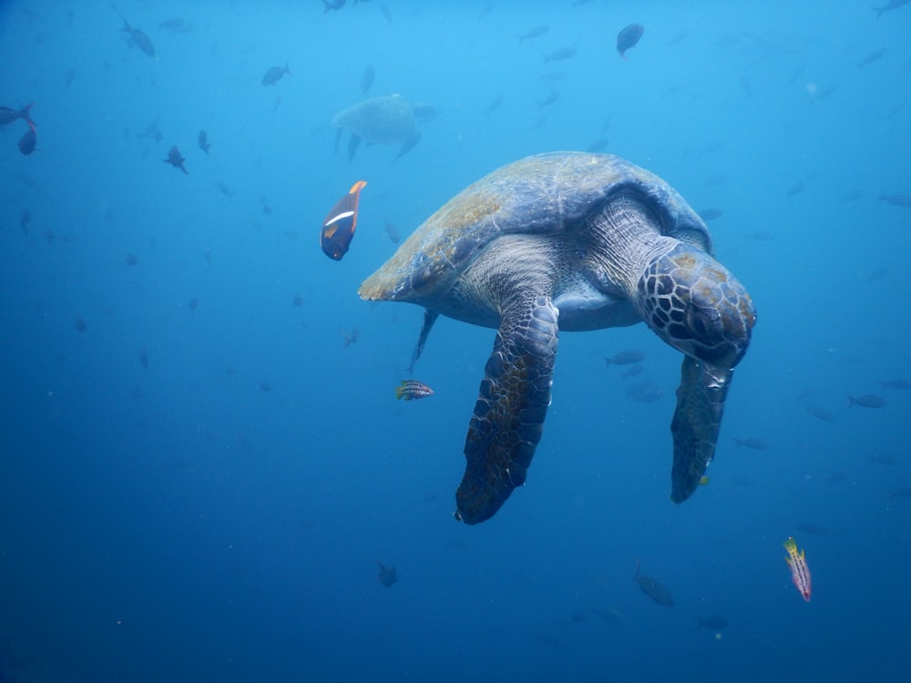 brown and gray turtle on body of water