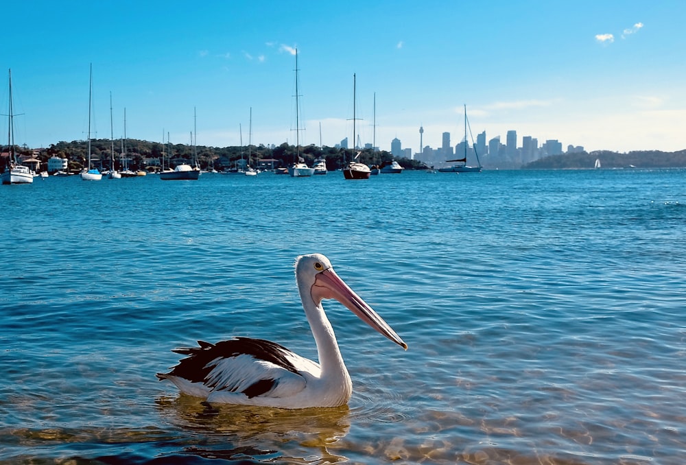 close-up photography of black and white pelican floating on sea during daytime