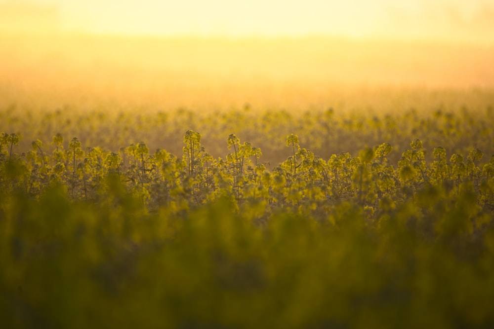 Selektive Fokusfotografie von Gras