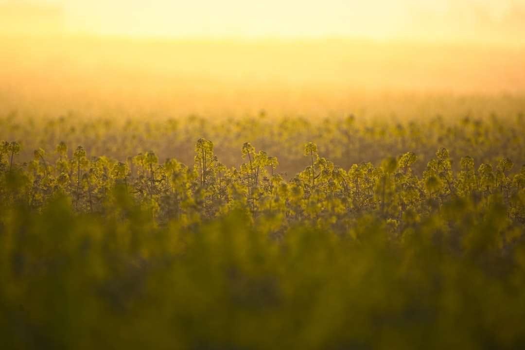 selective focus photography of grass