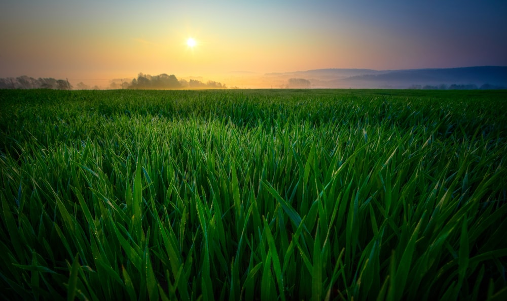 green plants during golden hour