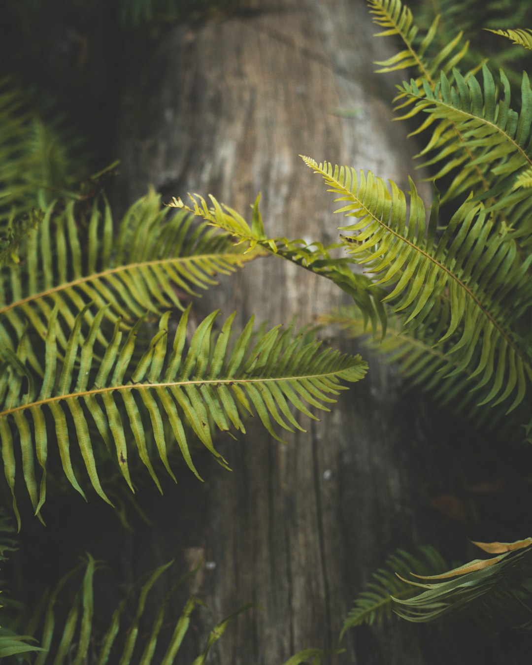 green ferns on selective focus photography