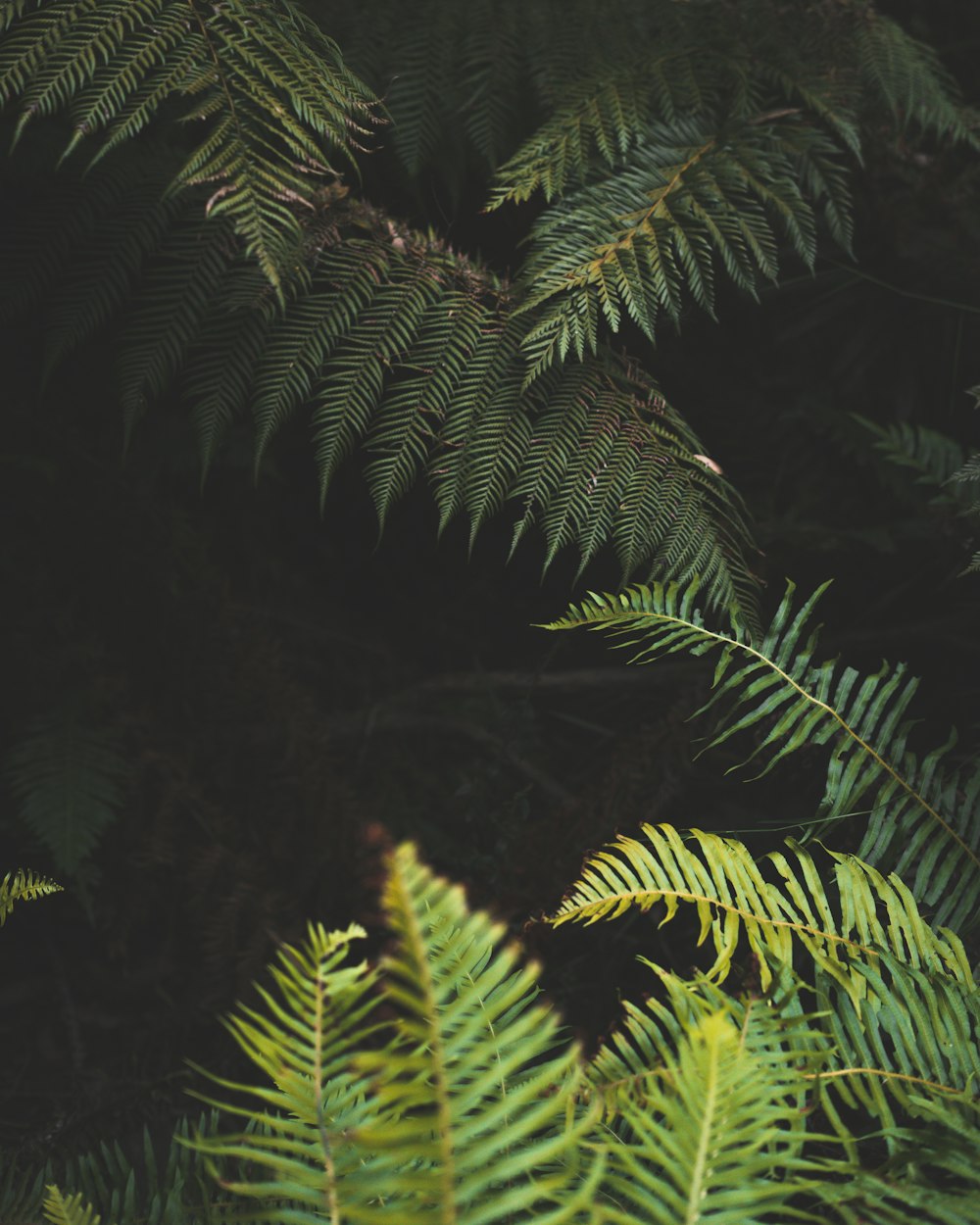 green leafed tree