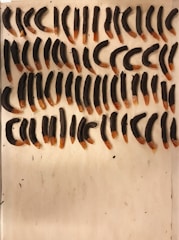 Several pieces of chocolate-dipped orange peels are arranged in neat rows on a light-colored surface. The peels are uniformly coated with dark chocolate, leaving the orange ends exposed.