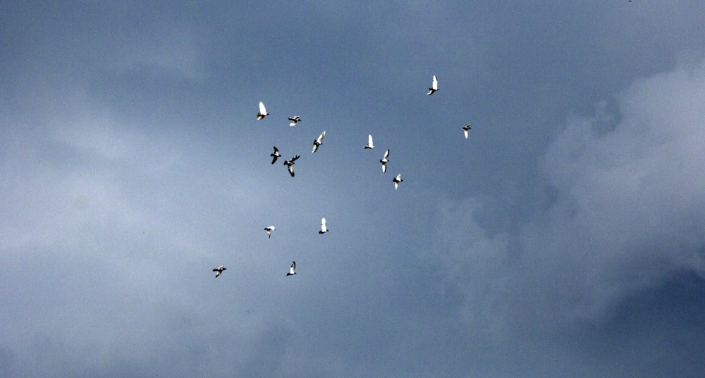 flock of bird flying during daytime