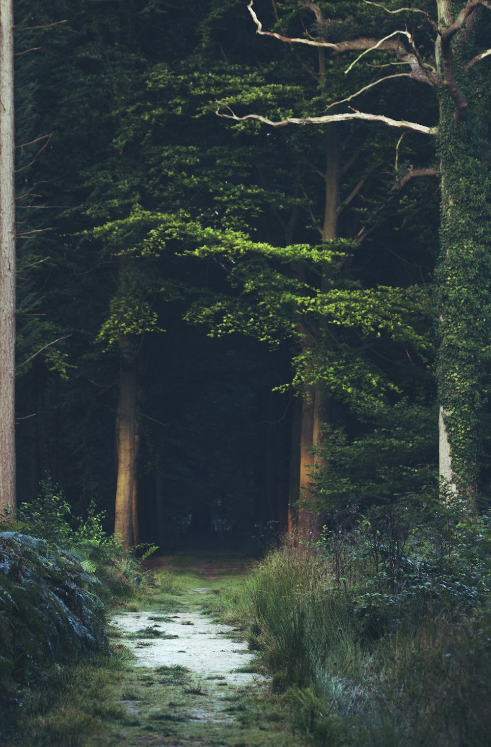 green trees during daytime