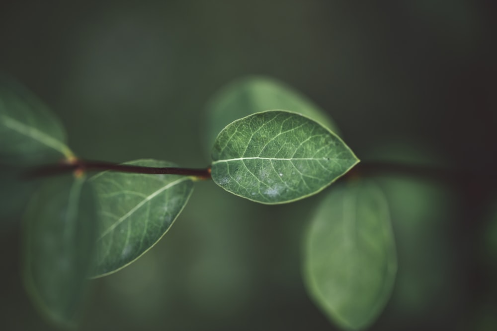 Grünblättrige Pflanze mit flachem Fokus Fotografie