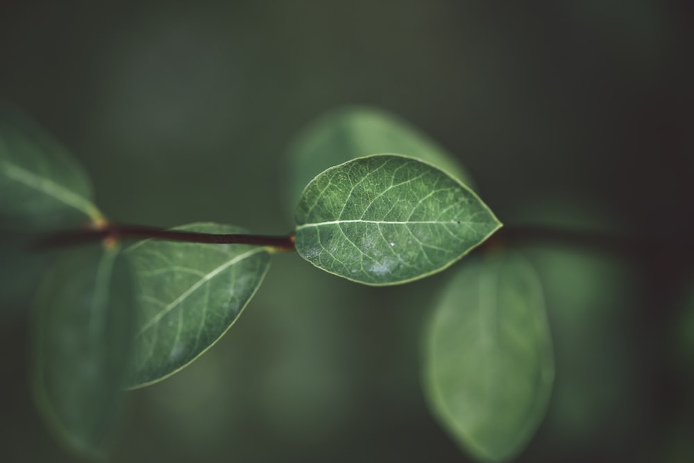 green leafed plant shallow focus photography