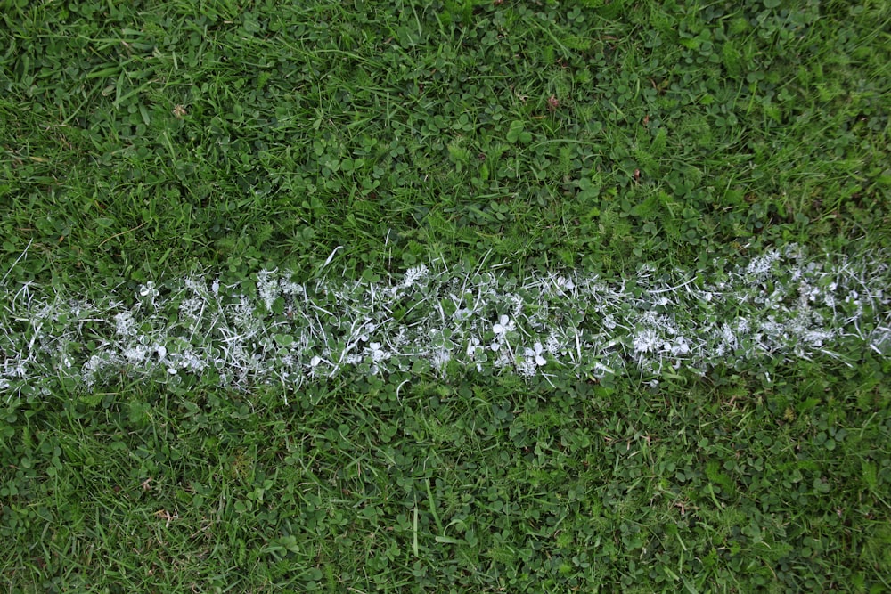 grass field with white paint line