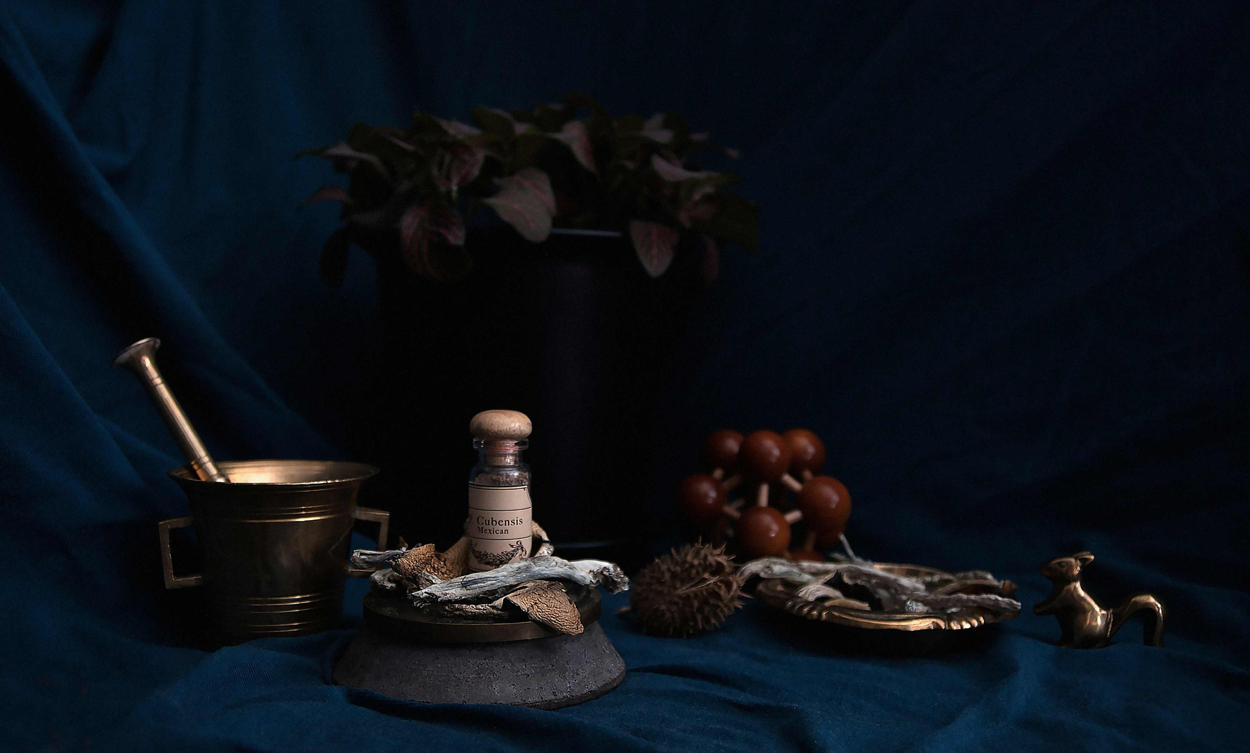 A small still-life arrangement shows a vial labeled “Cubensis Mexican,” dried mushrooms, a mortar and pestle, and botanical elements arranged on dark blue fabric.