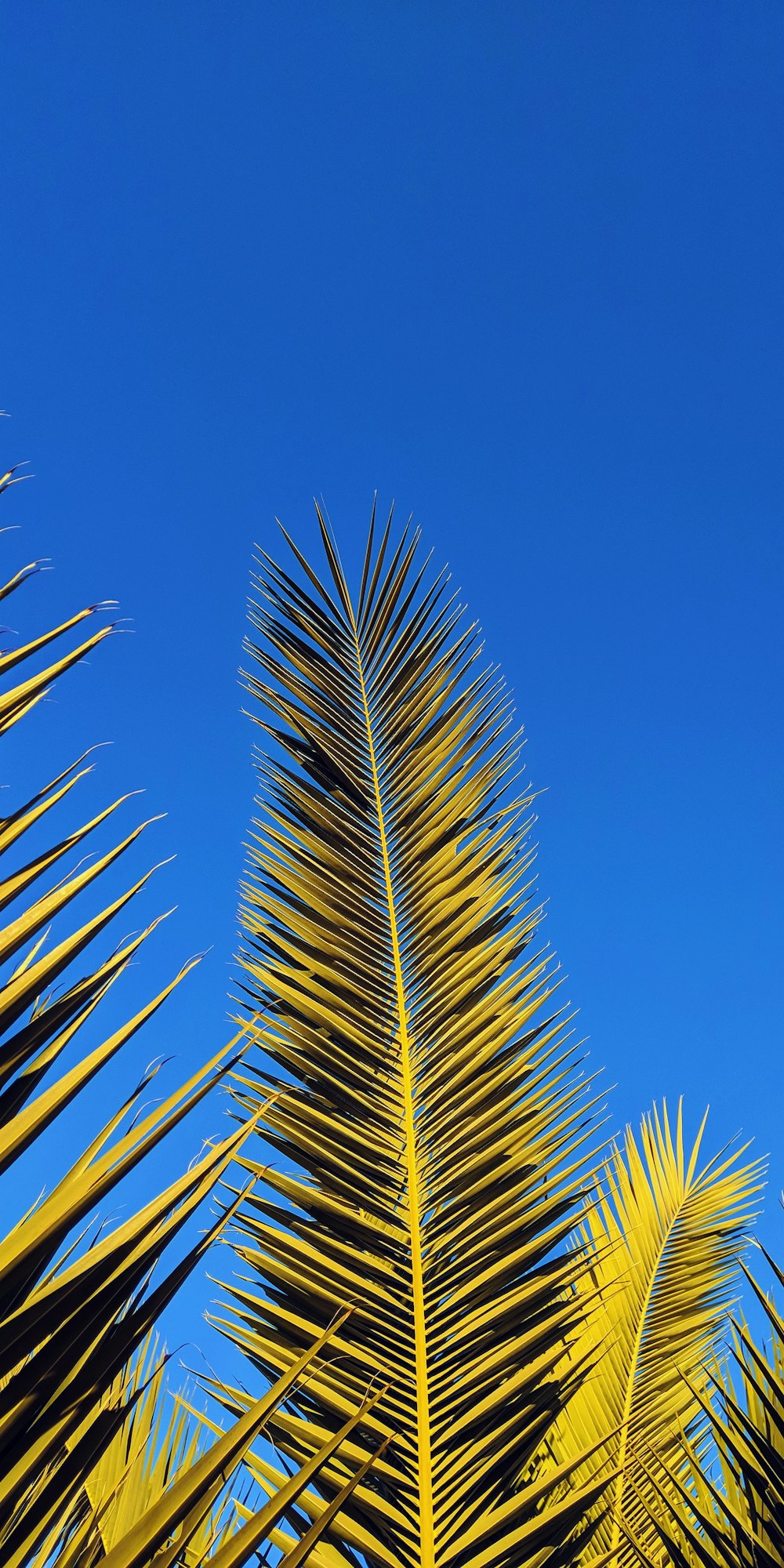 low angle photography of yellow leaf