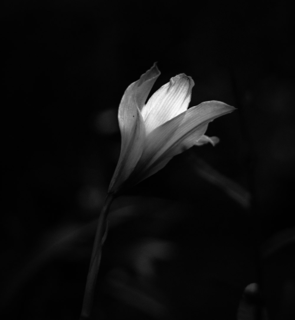 grayscale photo of flower