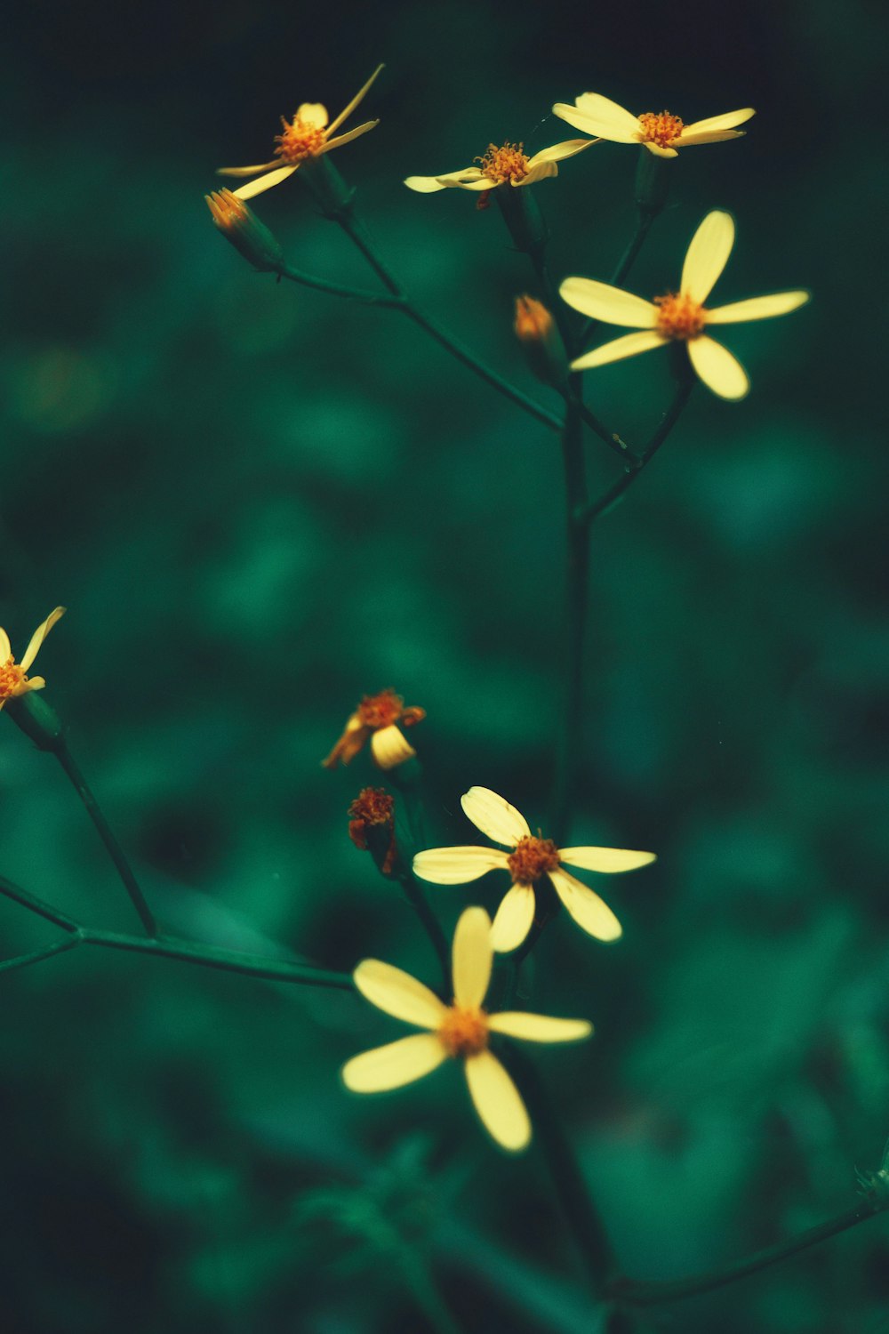 close-up photography of yellow petaled flowers