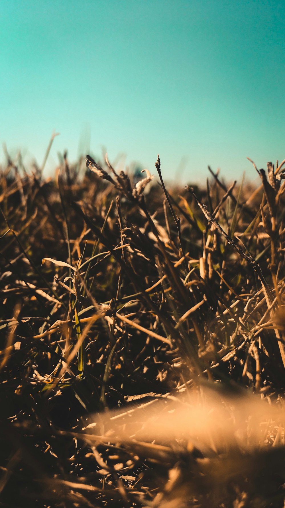 green grass field during daytime