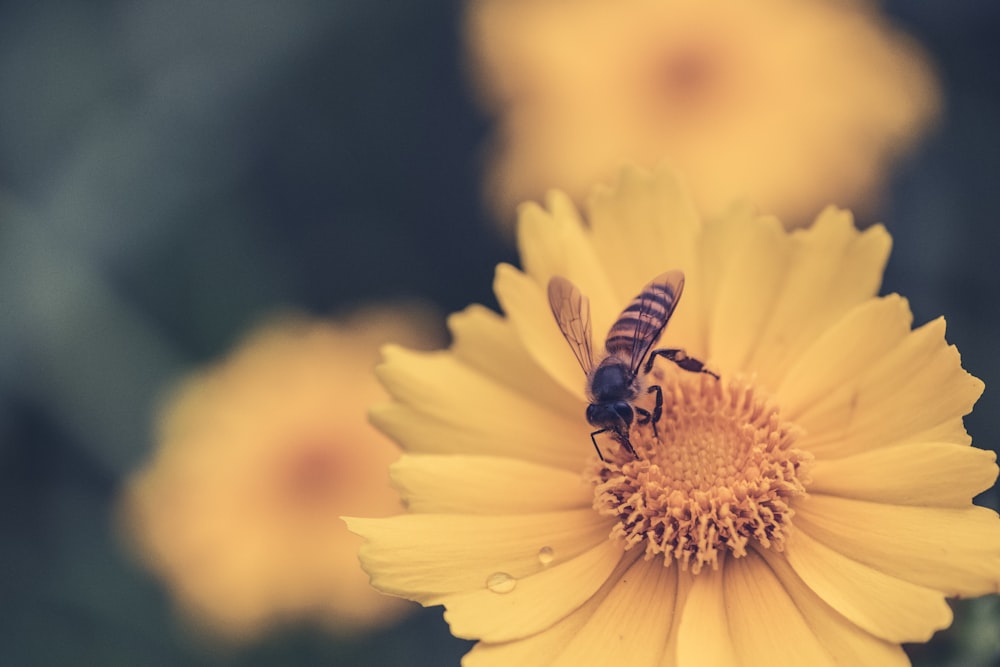 花の上のスズメバチの接写写真