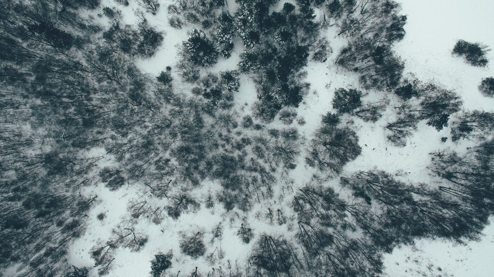 an aerial view of a snow covered forest