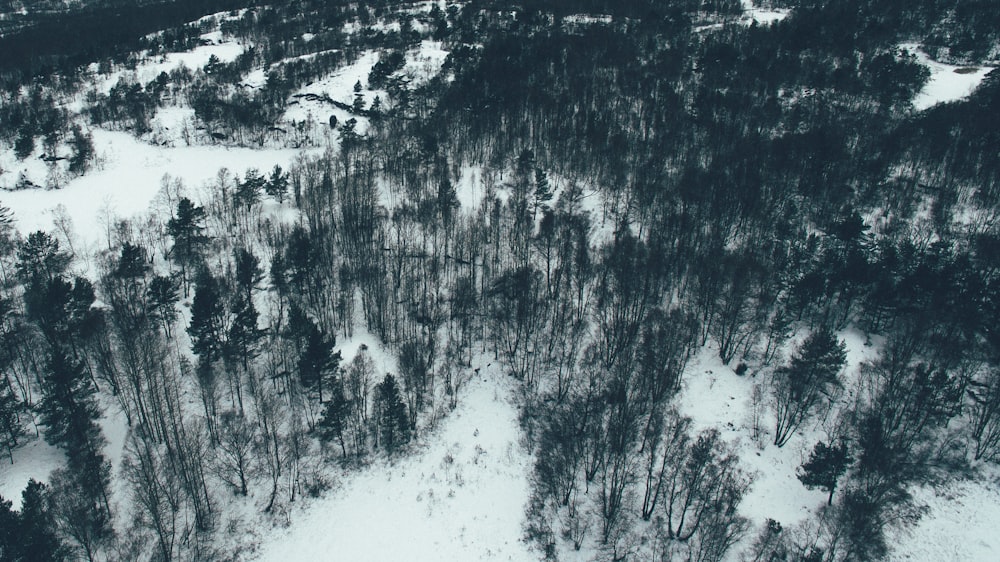 Fotografía aérea de pinos llenos de nieve