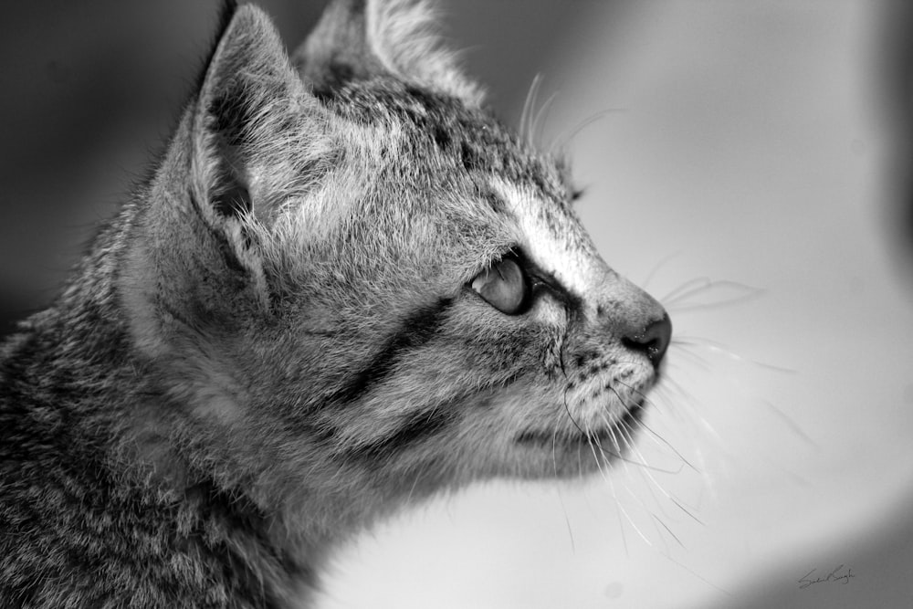 tabby cat greyscale photography