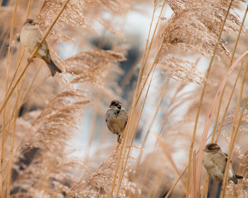 three birds on wheat plants