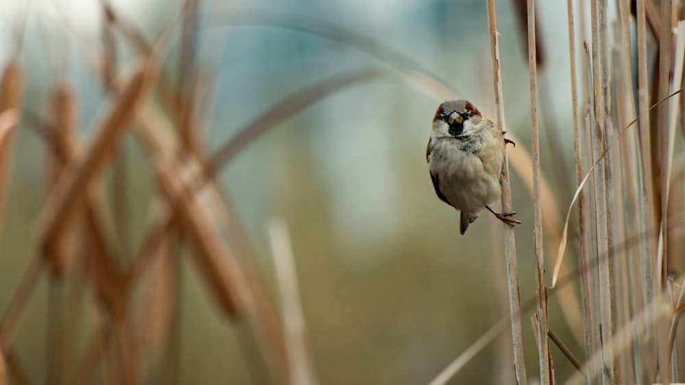 white and brown bird on corndog lant