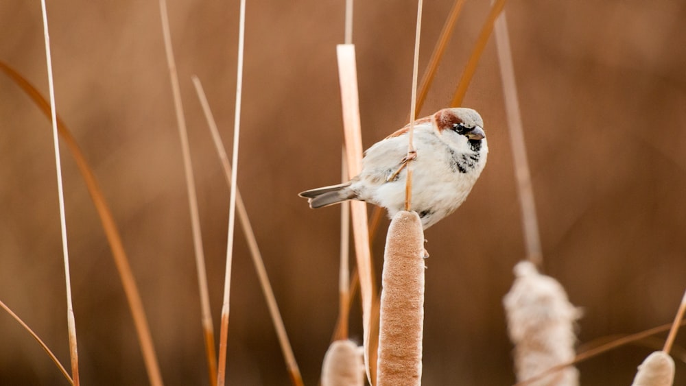 selective focus photography of white and brown short-beaked bird perched on brown plant