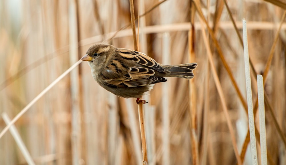 sparrow bird