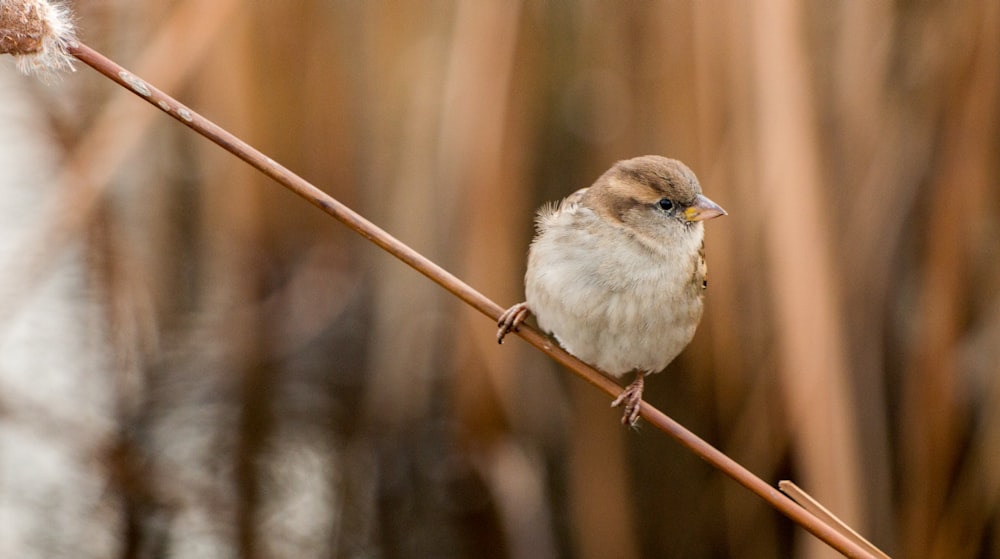 oiseau blanc et brun perché sur la tige du chien de maïs