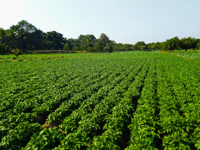 Green Manure Crops India Soil Improvement Dhaincha Sunn Hemp