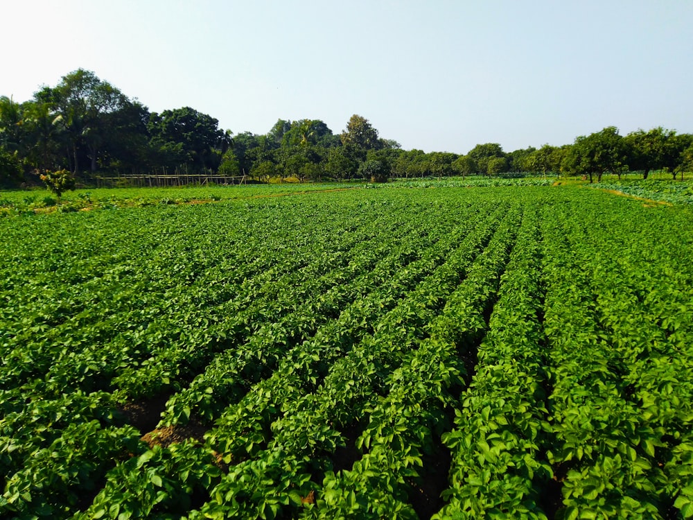 green leafed plant field