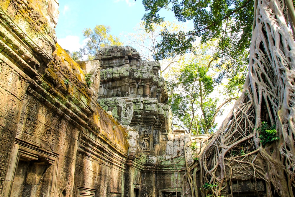 low-angle photography of gray concrete ruins near trees