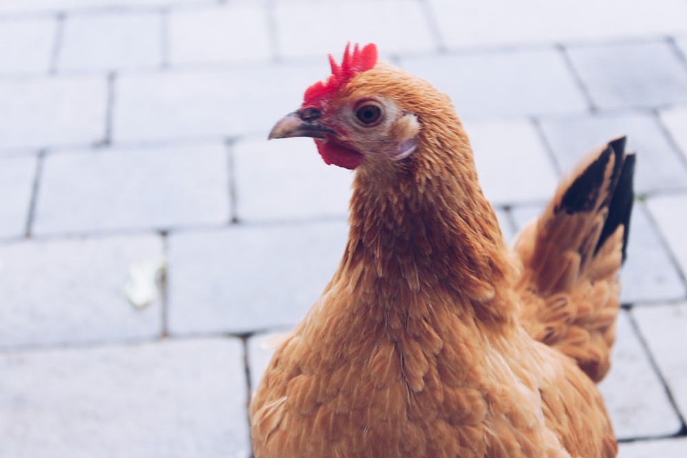 shallow focus photo of brown and red rooster