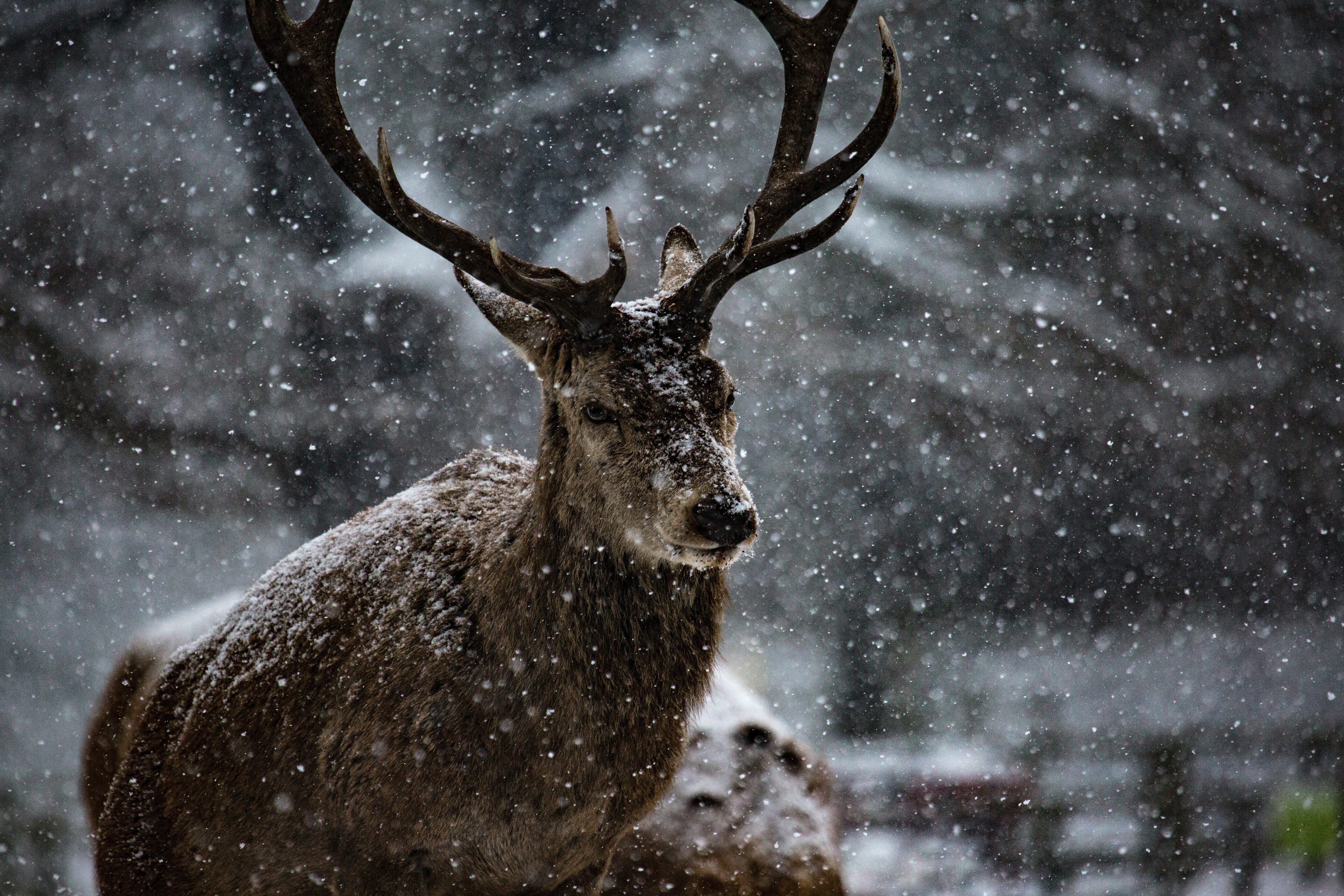 animal covered in snow