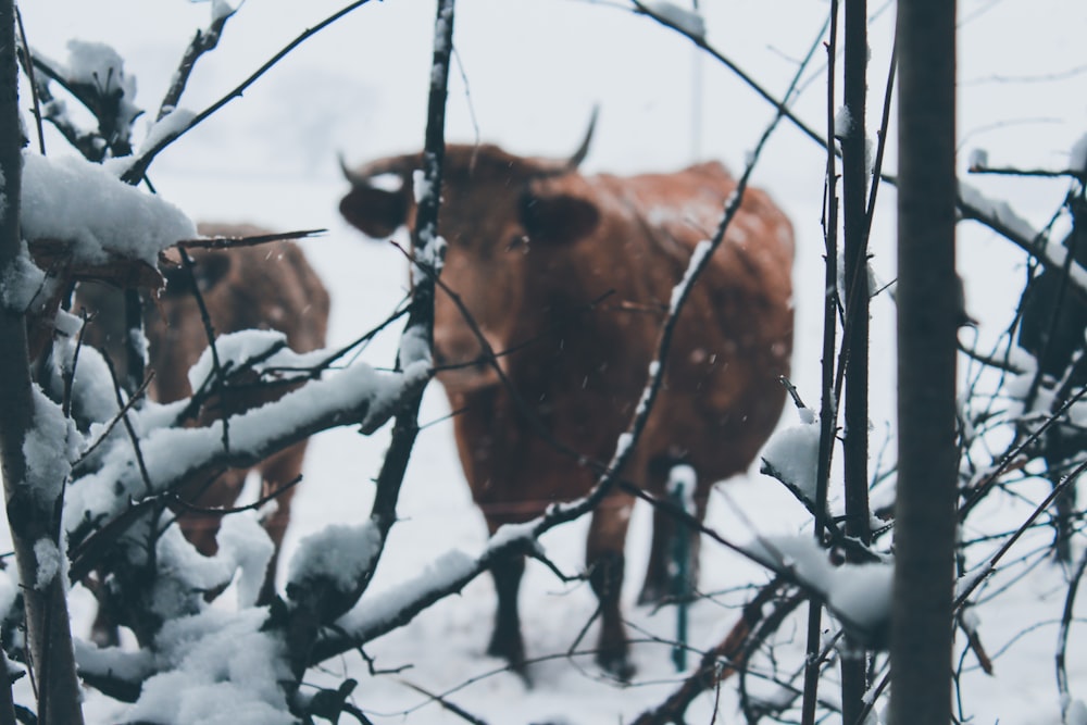 brown yak on snowy field