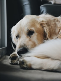 A golden retriever is resting with its head on its paw, lying down on a soft surface. Its eyes are partially closed, indicating a relaxed or sleepy state. The dog's fur is light cream in color, appearing soft and well-groomed. The background includes part of a dark leather couch.