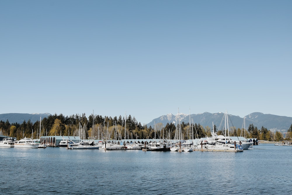 white yacht near dock under clear blue sky