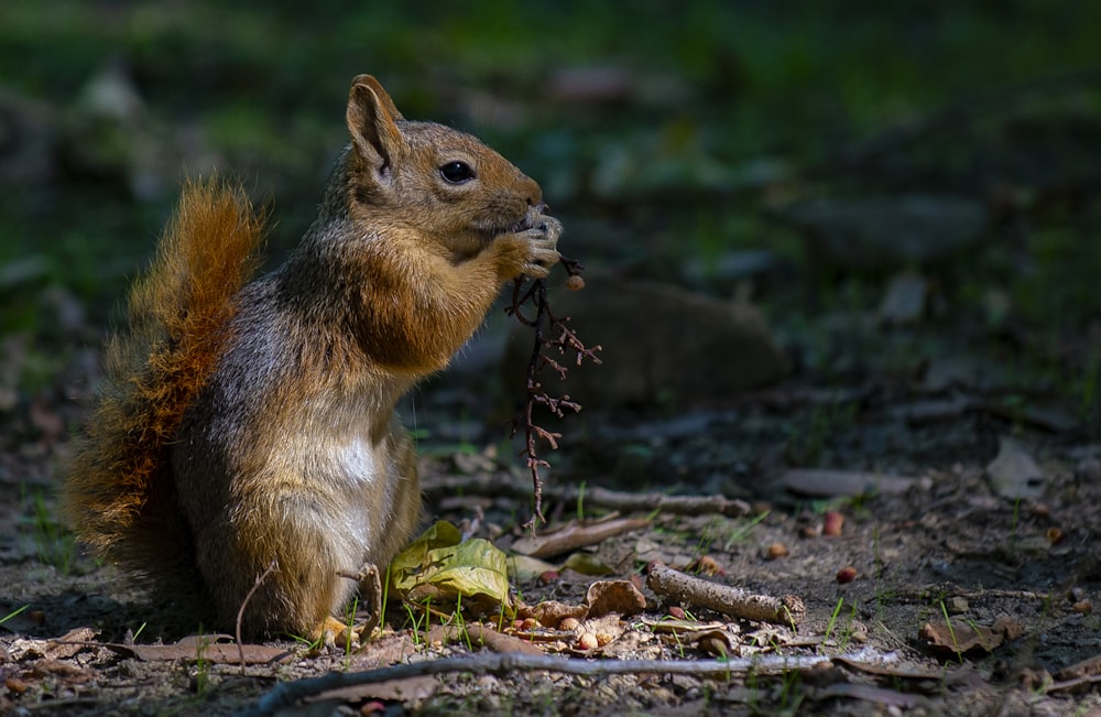 selective focus photography of brown squirrel eating