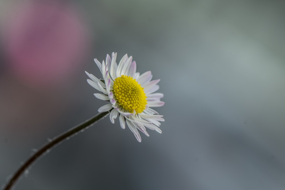 Fotografía de enfoque selectivo de flor de margarita blanca