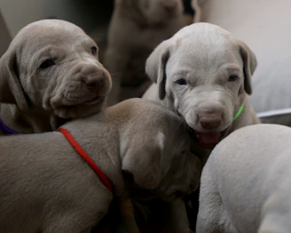 Group of puppies socializing and playing together under the watchful eye of their trainer.