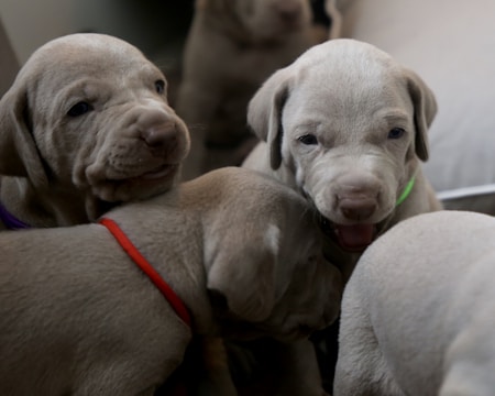 Several light gray puppies are closely gathered together. One puppy at the center appears to be playfully interacting with others, showing a slightly open mouth. Each puppy is wearing a different colored collar.
