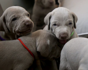 The litter lined up side by side, each puppy showing its unique markings and personalities.