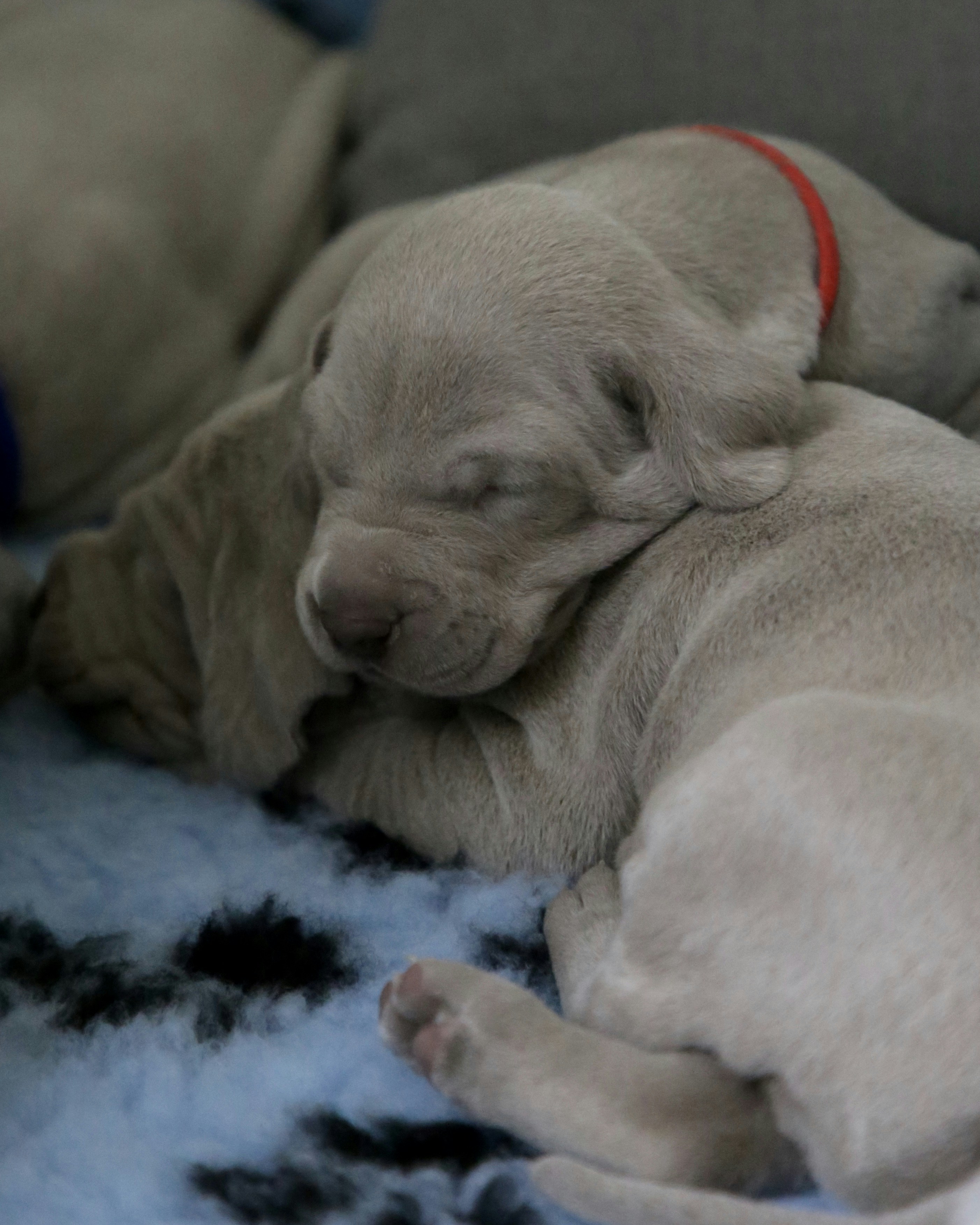 Durmiendo dos cachorros grises de pelo corto en tela azul y negra foto –  Imagen de Animal gratuita en Unsplash, image size:3000x3750